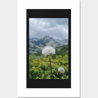 Mountain Dandelion Posters and Art